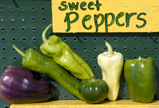 Sweet peppers at green-ripe stage